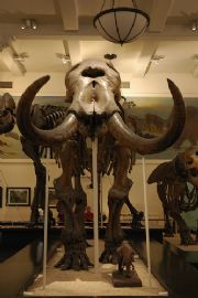 Mammoth